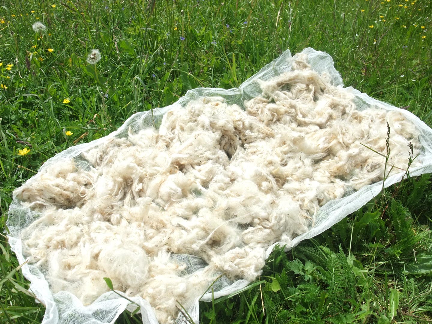 Wool drying
